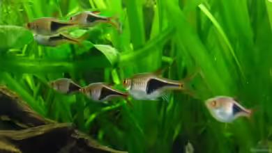 Becken 27826 (Nur noch als Beispiel) von Ruppinho