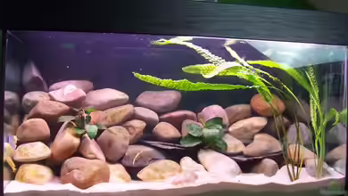 Becken 2798 von Michael Schillerwein