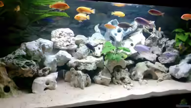 Becken 2802 von Jan Metschurin