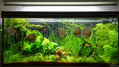 Becken 2808 von Alexander Grimmer