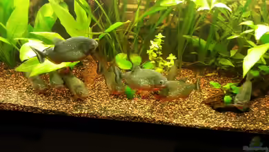 Becken 28106 von Malte Hübner