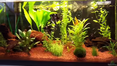 Becken 2818 von Nicole Dobler