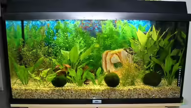 Becken 2820 von Silke Schmidt