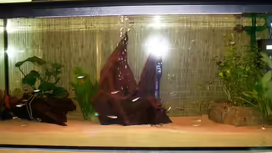 Becken 2829 von Sascha Hentrich