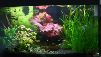 Becken 2871 von Martin Kühnel