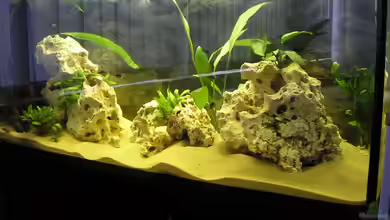 Becken 2872 von Frank Seutter