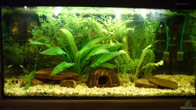 Becken 2882 von Peter Krusche