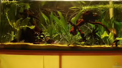 Becken 2884 von Susanne Gillig