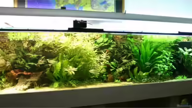 Becken 2900 von Matthias Schmidt