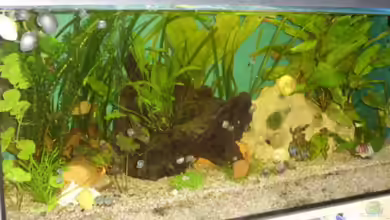 Becken 2913 von tizieline