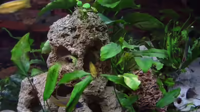 Becken 2924 von Jochen Horn