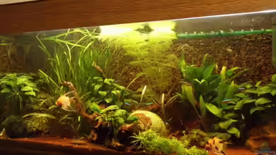 Becken 2946 von Dick van Veenen