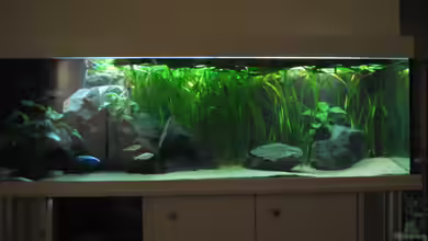 Becken 2969 von Crenii