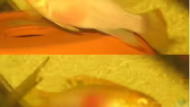 Becken 2978 von Patrick Wanningen