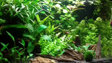 Becken 30116 von cafesoleil