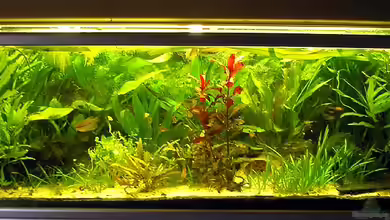 Becken 3019 von Christian Dresel