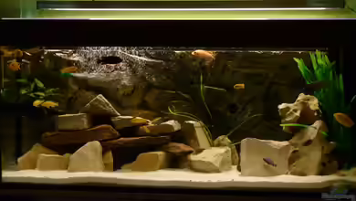 Becken 30372, wird aufgelöst. von Malawi-Freunde