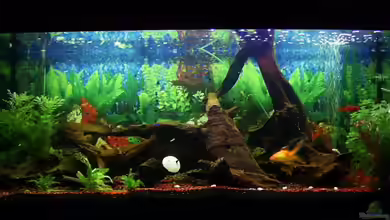 Becken 3053 von Michael Cagle