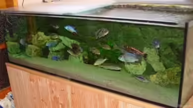 Becken 3055 von Thomas Knecht