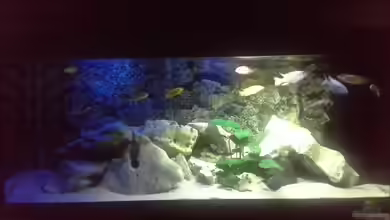 Becken 30715 von Der Burgenländer