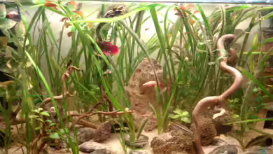 Becken 30740 von Trinitystar27