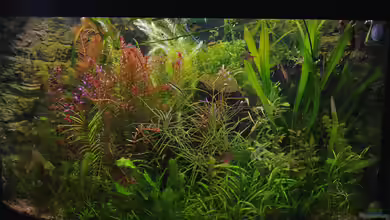 Becken 30769 von Nobody