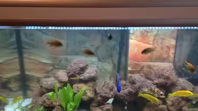 Becken 30821 von Alexander Mayer