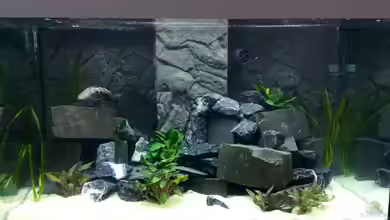 Becken 30879 von DrMalawi