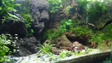 Becken 30881 Weißwangengrundel-Becken von Grünhexe