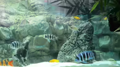 Becken 30929 von eisbrecher