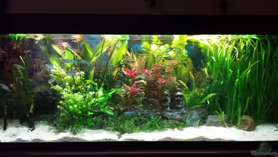 Becken 30996 von G.Weber