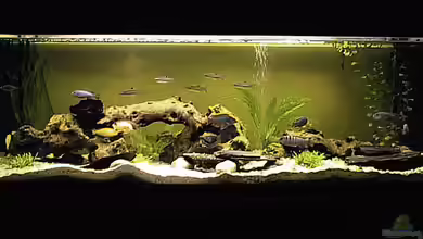 Becken 31 von Stephan Loibl