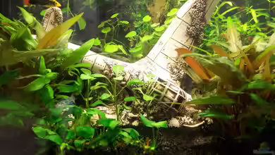 Becken 31065 von Hans-Hubert