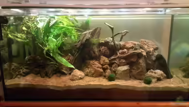 Becken 31373 von Peter Meyer