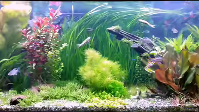 Becken 31732 von Meffody