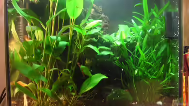 Becken 3181 von Sterni317