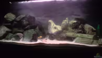 Becken 3195 von Michael Kaltenbach