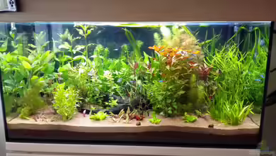 Becken 32155 von tanino