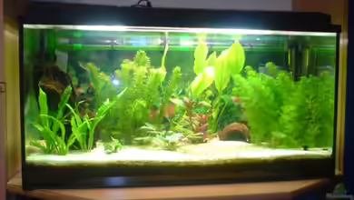 Becken 3216 von Roland Höck