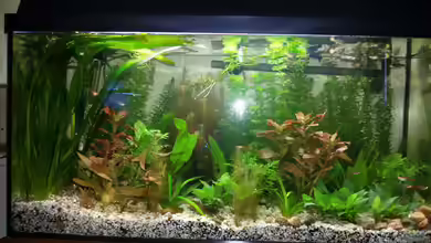 Becken 32395 von Black Dog