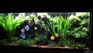 Becken 32572 von Armin Sauer