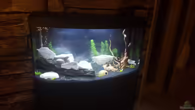 Becken 32693 von Martin J.