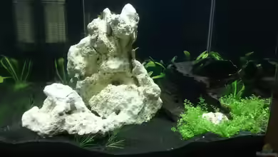 Becken 32722 von Sandrha