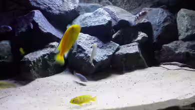 Becken 32731 von O-Conner