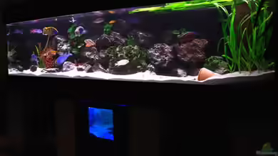 Becken 3280 von meerwasser-gb