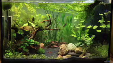 Becken 32869 von Pfennigkraut