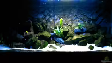 Becken 32905 von Christoph Moser