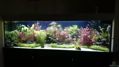 Becken 33025 von Dorschi