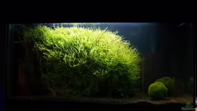 Becken 3304 von Fabian Kühn