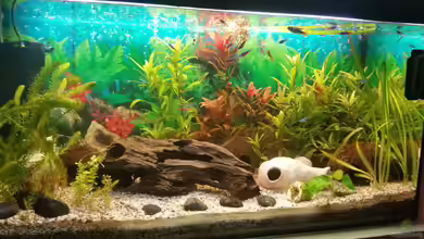 Becken 33066 von SvenDerGroße